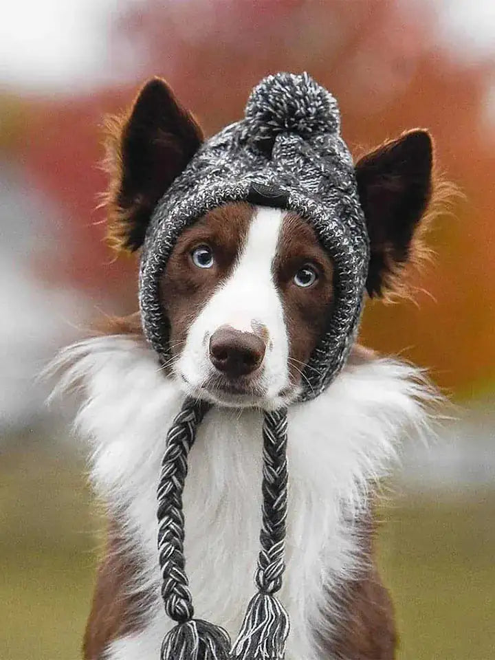 Dog wearing a knitted hat with a pom-pom and braided detail.