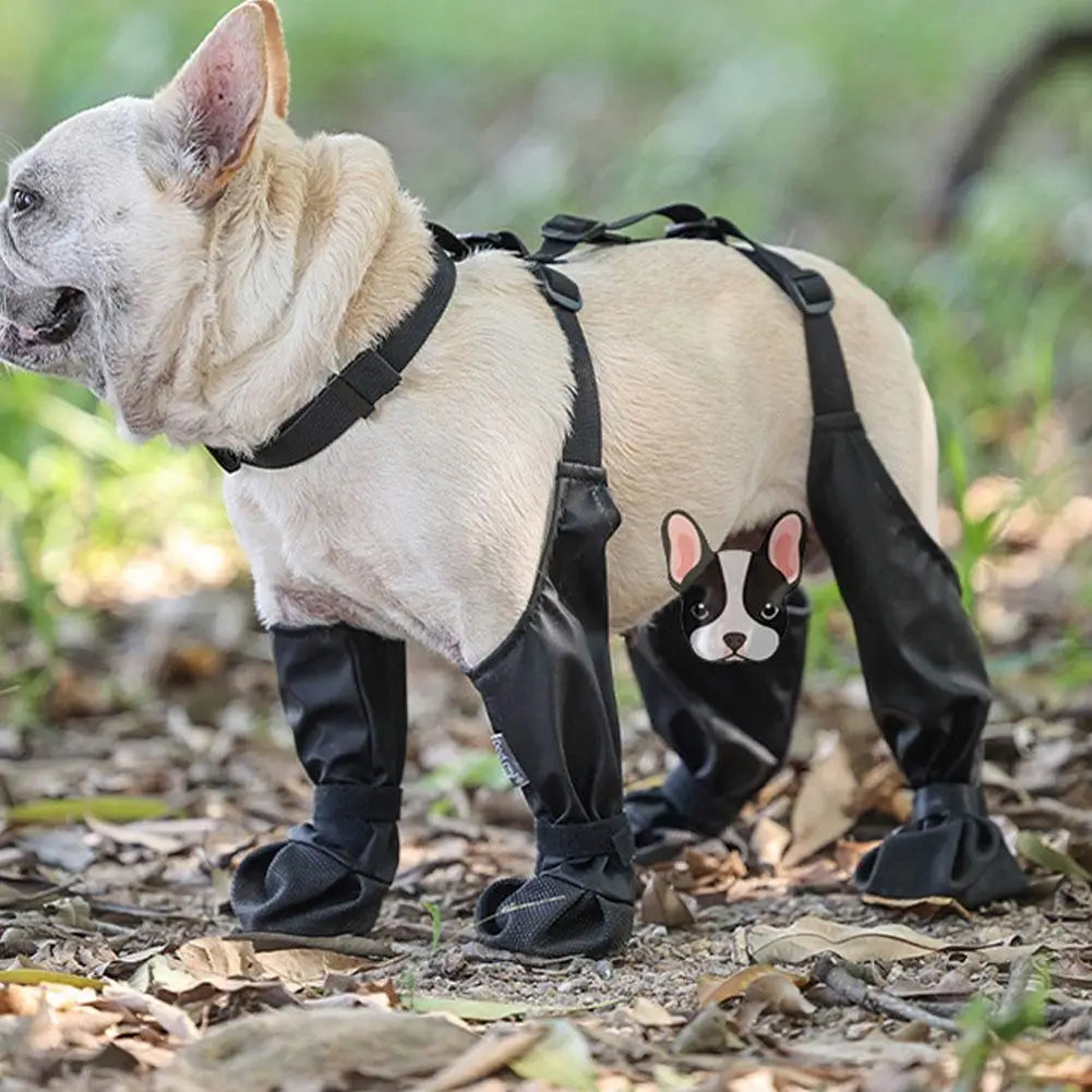 Dog wearing black protective leg wraps outdoors on a natural background